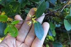 Toxocarpus wightianus