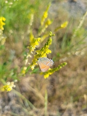 Callophrys gryneus