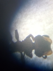 Cephalotes multispinosus