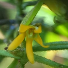 Toxocarpus wightianus