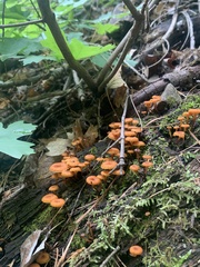 Xeromphalina enigmatica