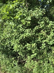 Crataegus succulenta