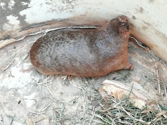 Amblysomus hottentotus