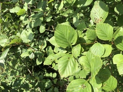 Crataegus succulenta