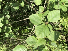 Crataegus succulenta