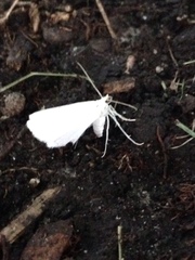 Lomographa vestaliata