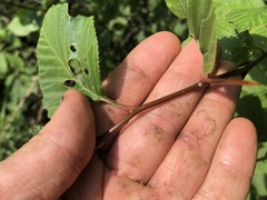 Crataegus succulenta