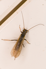 Isoperla katmaiensis