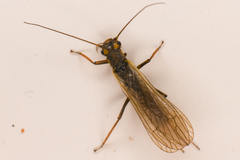 Isoperla katmaiensis