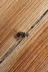 Nysius huttoni