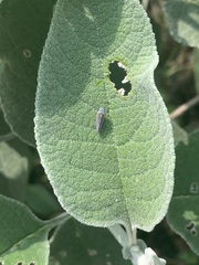 Graphocephala appropinquans