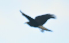 Rostrhamus sociabilis