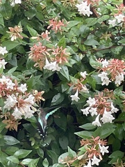 Graphium sarpedon nipponum