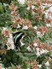 Graphium sarpedon nipponum