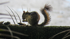 Sciurus variegatoides helveolus