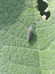 Graphocephala appropinquans