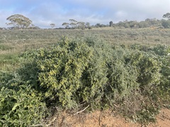 Maireana pyramidata
