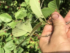 Crataegus succulenta