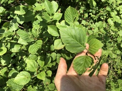Crataegus succulenta