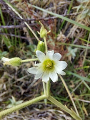 Cerastium mollissimum