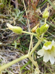 Cerastium mollissimum