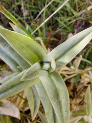 Cerastium mollissimum