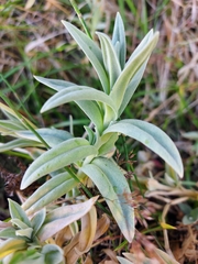 Cerastium mollissimum