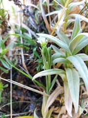 Cerastium mollissimum