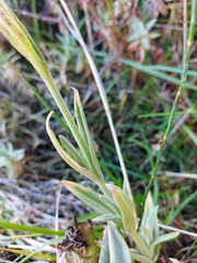 Cerastium mollissimum