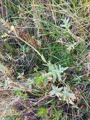 Cerastium mollissimum