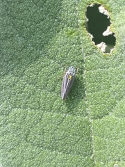 Graphocephala appropinquans