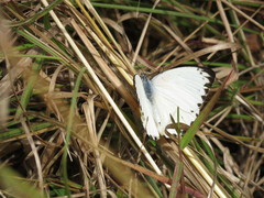 Belenois thysa thysa