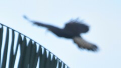 Rostrhamus sociabilis