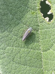Graphocephala appropinquans