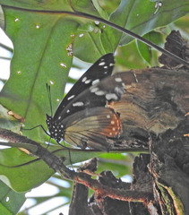 Hypolimnas anthedon wahlbergi