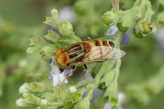 Eristalinus quinquestriatus