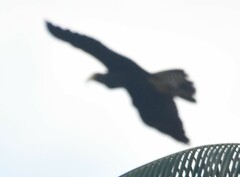 Rostrhamus sociabilis