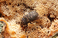 Euparius oculatus