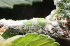 Salurnis marginella
