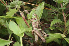 Gastrimargus marmoratus