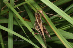 Gastrimargus marmoratus