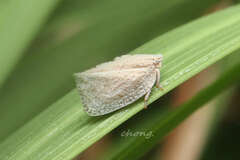 Mimophantia maritima