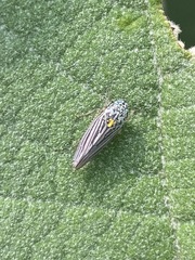 Graphocephala appropinquans