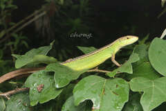 Takydromus septentrionalis