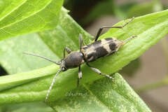 Chlorophorus sulcaticeps