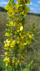 Verbascum nigrum