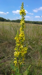 Verbascum nigrum