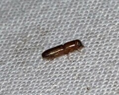 Euplatypus compositus