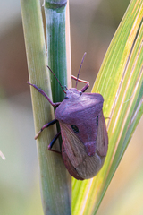 Chalcopis glandulosa