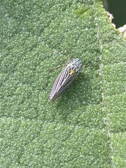 Graphocephala appropinquans